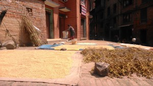 Nepal, Bhaktapur.Cereali e legumi ad essicare al sole lungo le vie del centro storico.