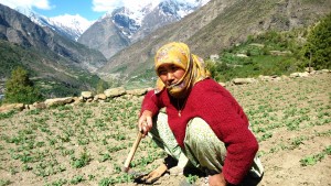 Keylong, ragazza che lavora la terra lungo il sentiro per il Shashur Gompa.