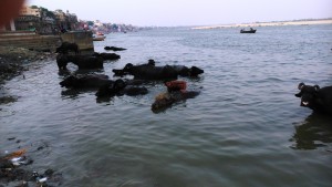 Varanasi, nei pressi del Kedar Ghat. Pastore che lava le sue mucche durante il loro lungo bagno quotidiano nel Gange.