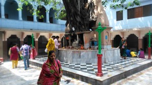Varanasi, venerazione di un albero al Santa Deli Temple