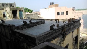 Varanasi,vista dalla finestra della mia camera. Scimmie sui tetti.