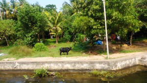 Kerala meridionale. La vita nei villaggi nel tratto tra Aloppazha e Kellan.