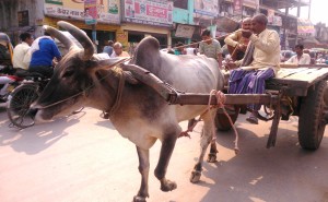 Varanasi, quartiere musulmano di Adampura.1
